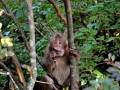 Ape Huang Shan