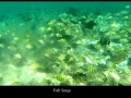 fischis