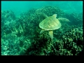 turtle2