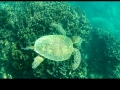turtle3